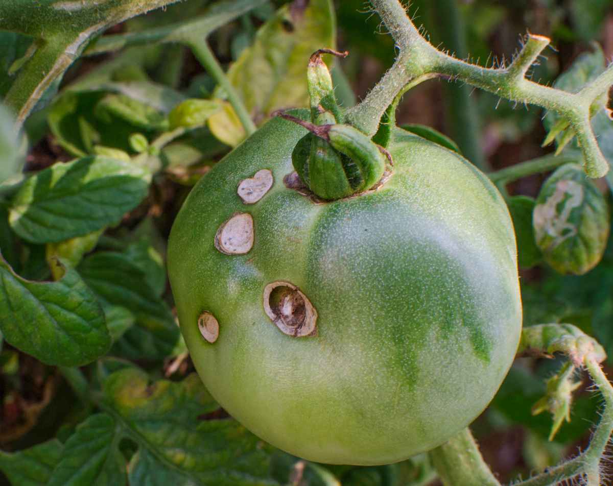 noctuelle tomate