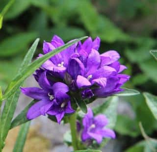 plantation campanula glomerata - campanule a bouquet