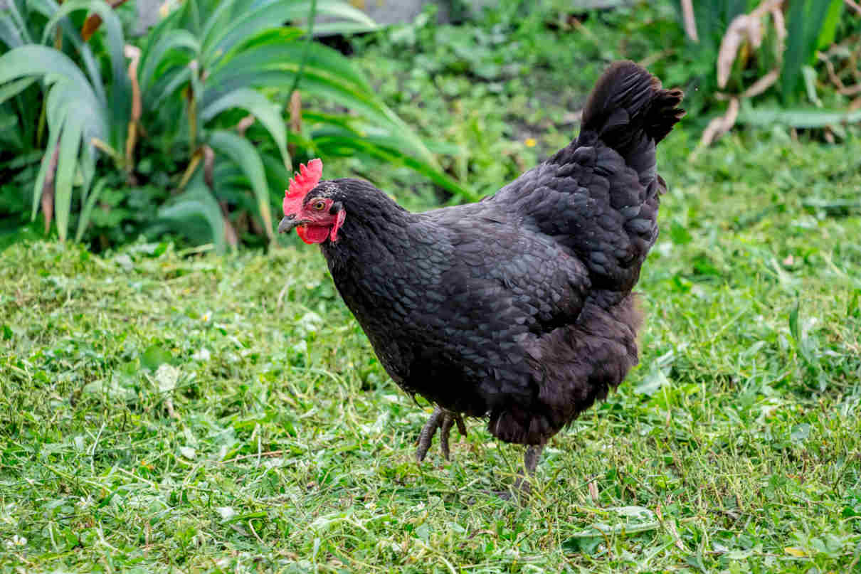 poule Janzé et frelon asiatique