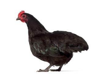 poule noire de Janzé 