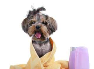 recette shampoing naturel chien