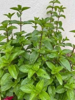 recolte feuille menthe pour sirop