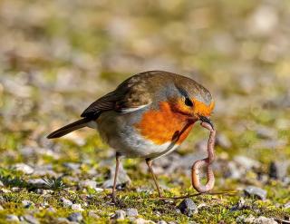 rouge-gorge alimentation