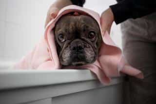 shampoing chien naturel peau sensible