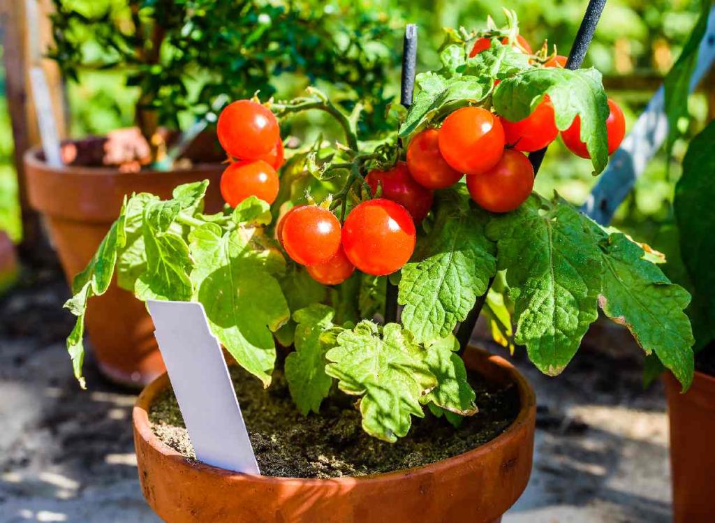 tomate en pot culture