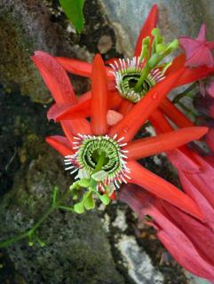 Fleur de la passion rouge