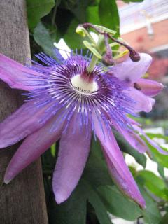 Passiflora Amethyst