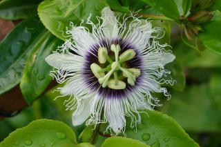 Passiflora edulis