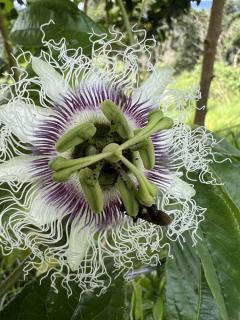 Passiflora edulis f. edulis