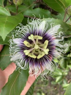 Passiflora edulis f. flavicarpa