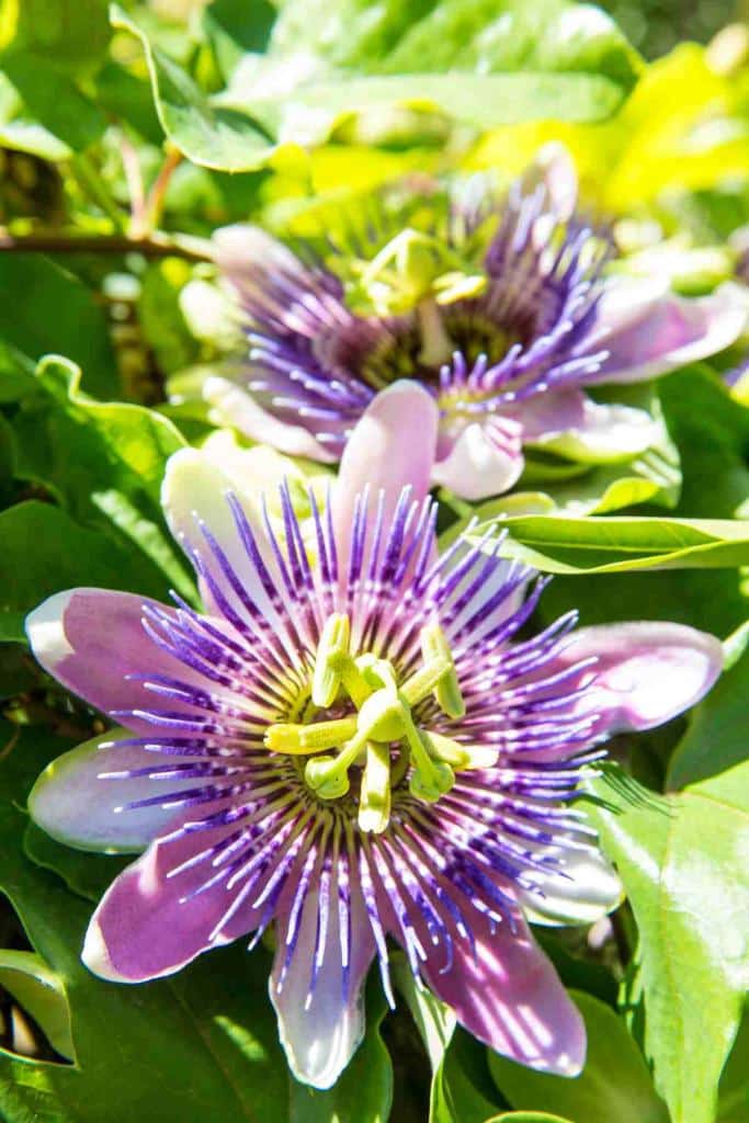 Passiflora incarnata