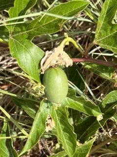 Passiflora incarnata - Fruit