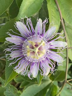 Passiflora incarnata - Passiflore officinale