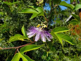 Passiflora incarnata - Pollinisation