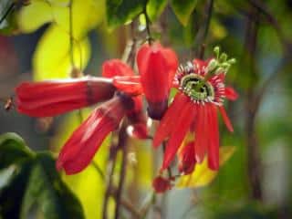 Passiflora princeps