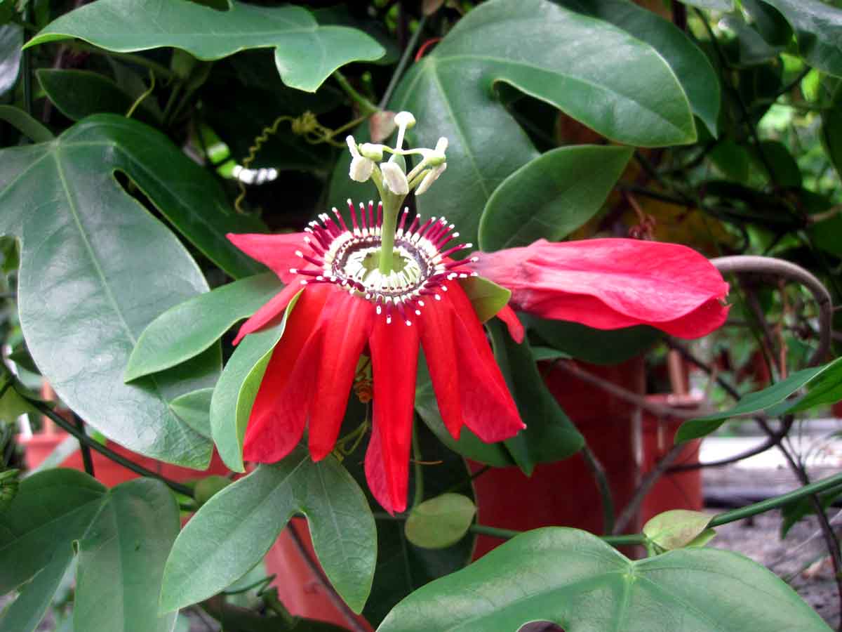 Passiflora racemosa
