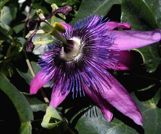 Passiflora violacea 'Amatista'