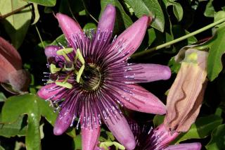 Passiflora violacea Amethyst