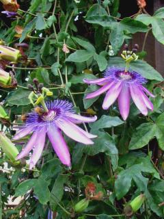 Passiflora violacea Amethyst