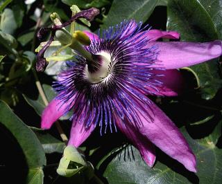 Passiflora violacea ‘Amethyst’