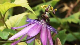 Passiflore violette Amethyst