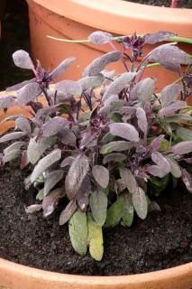Salvia purpurea en pot