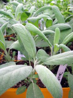 Sauge Officinale en pot