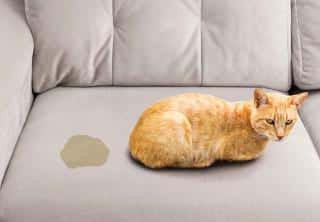 chat qui urine partout - marquage urinaire