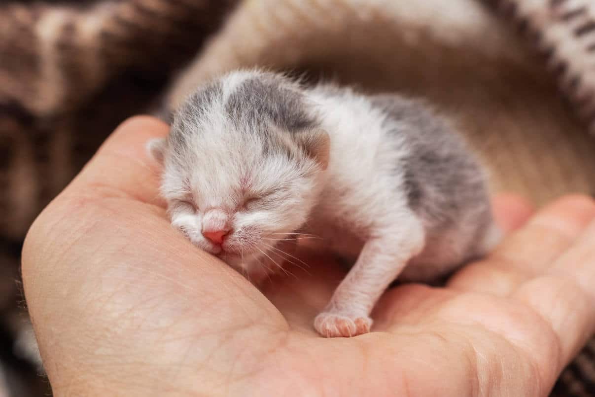 chaton naissance soins