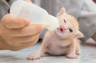 chaton nouveau-né alimentation
