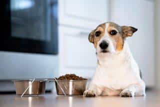 chien qui boude ses croquettes raisons