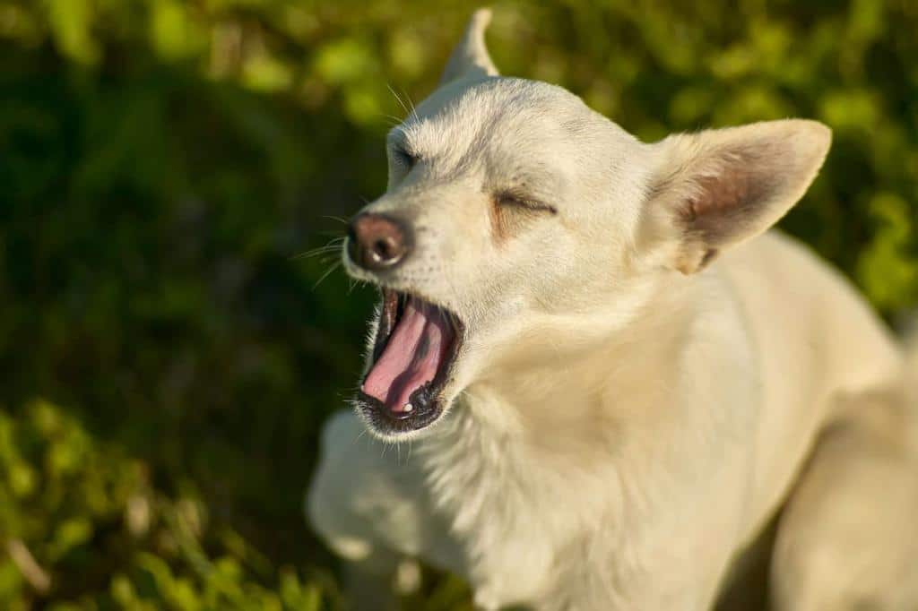 chien qui éternue