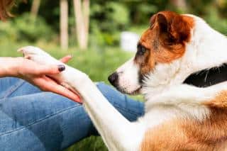 chien qui suit son maître partout les raisons