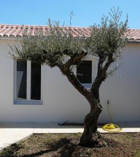 comment planter un olivier centenaire