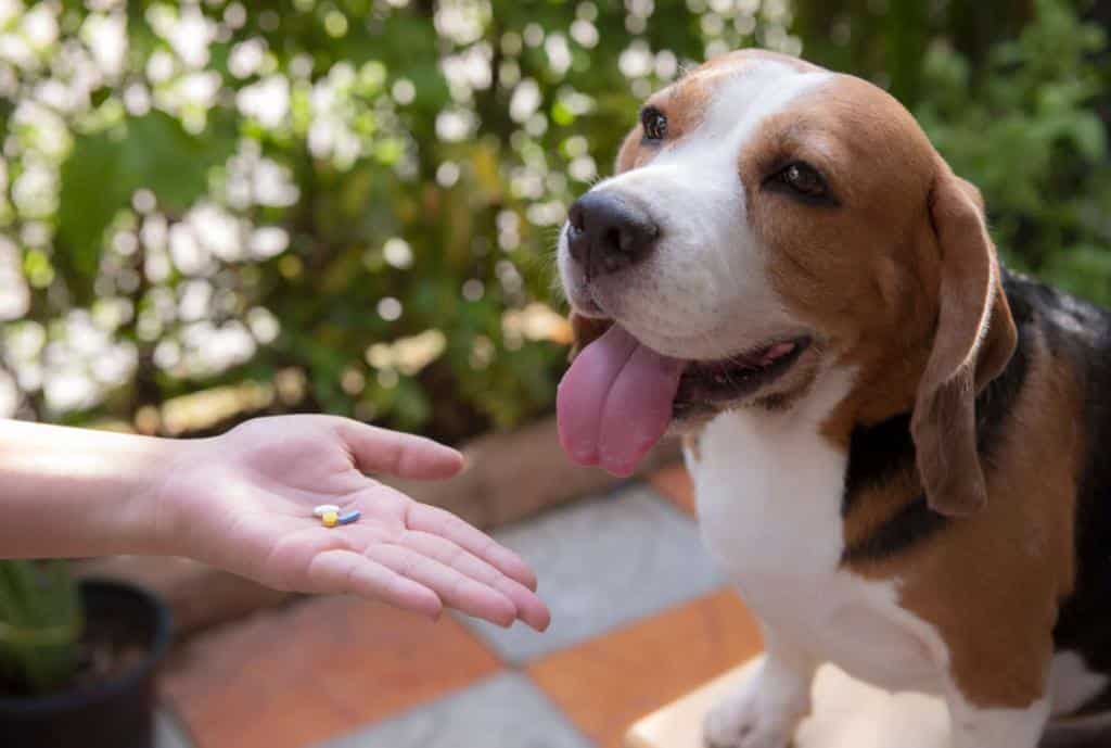 donner un médicament à son chien