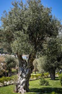 entretien olivier centenaire