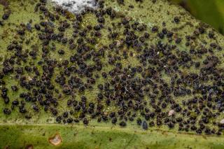 larves aleurodes épineux du citronnier