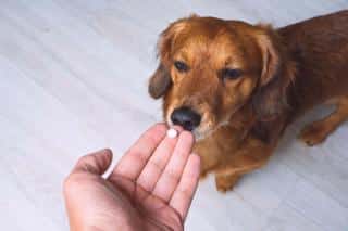 Donner un médicament à son chien, les précautions