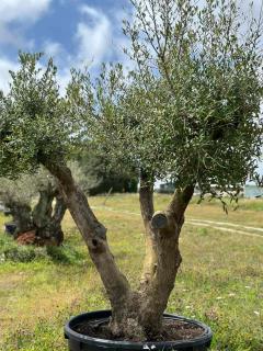 olivier centenaire en pot