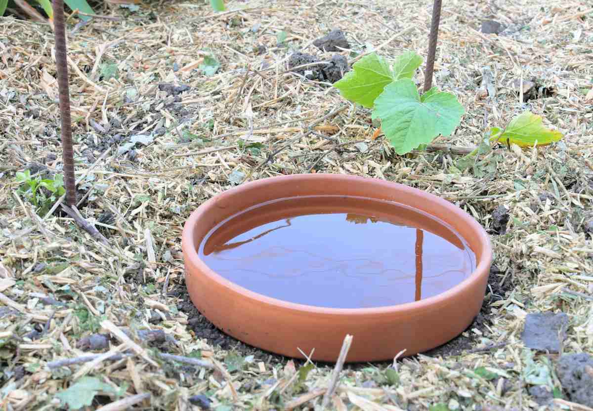 L'arrosage avec les oyas : une méthode efficace et écologique