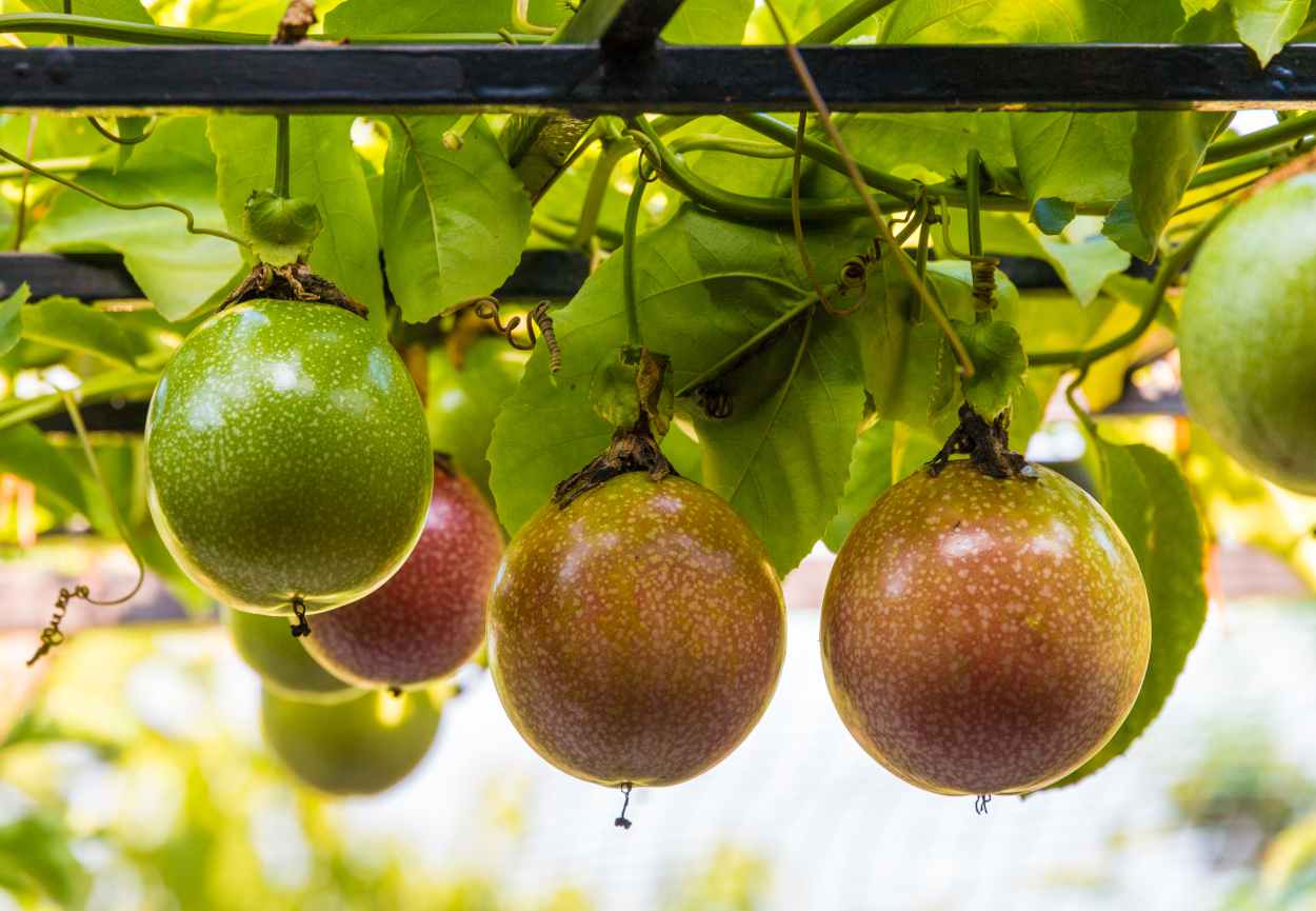 passiflora edulis - fruit de la passion