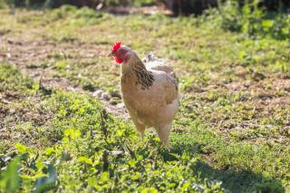 poule malade gestes à adopter