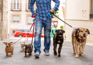 promenade chien