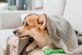 toux chien causes, symptômes