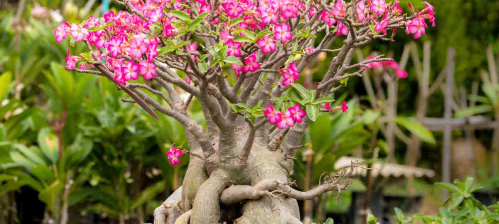 Adenium en pot - Rose de désert