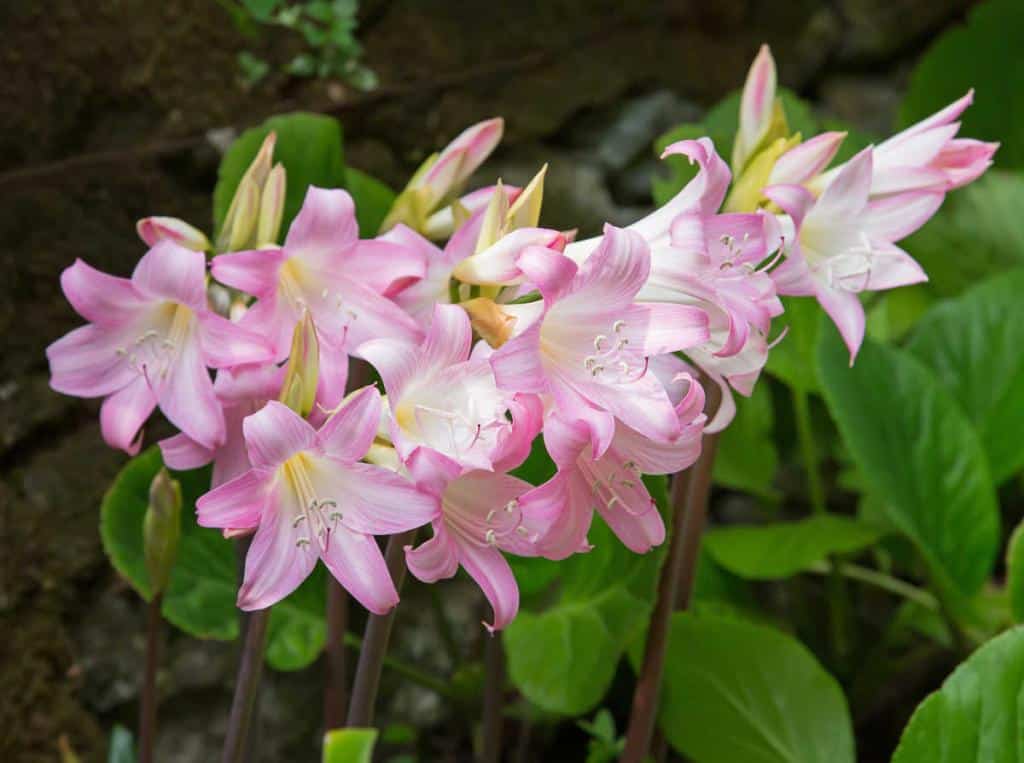 Amaryllis belladonna