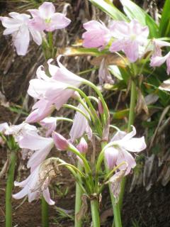 Amaryllis-belladonne