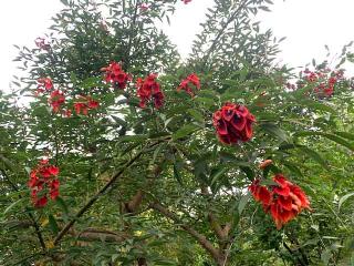 Arbre corail