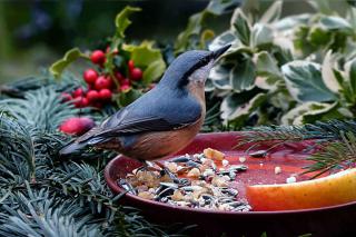 Attirer Sittelle torchepot - Sitta europaea