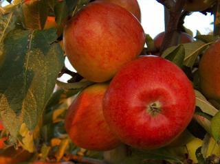 Braeburn - Pomme à croquer